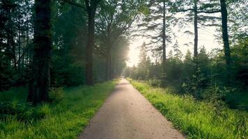 A path through the woods with trees and grass video