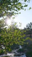 The sun shines through the trees in a field video