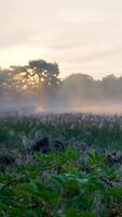 A field with grass and trees in the mist video