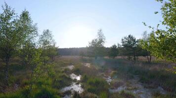 A field with trees and grass in the sun video