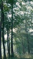 un' foresta con alberi e erba video