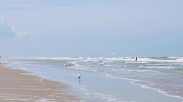 A beach with birds flying in the sky video