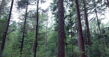 A forest with tall trees and green grass video