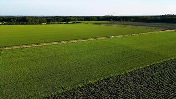 An aerial view of a green field video