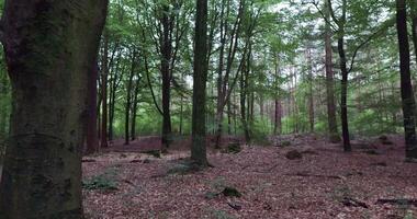 A forest with trees and leaves in the middle video