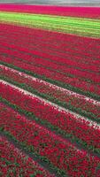 A field of red tulips in the netherlands video