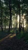 The sun shines through the trees in a forest video