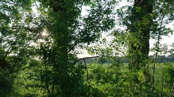 A field with trees and grass in the background video