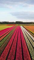 A field of tulips in the netherlands video