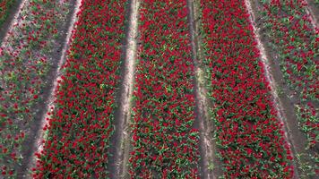 An aerial view of a field of red tulips video