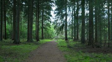 A path through a forest with tall trees video