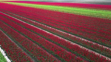 An aerial view of a field of red tulips video