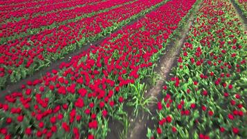 A field of red tulips is shown in this aerial photo video