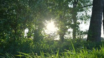The sun shines through the trees in the forest video