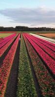 Aerial view of a field of tulips video