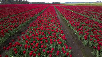 A field of red tulips in the middle of a field video