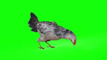 3d Illustration of a chicken in various natural postures on green background. each scene captures the unique charm and character of these fascinating birds. video