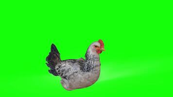 3d Illustration of a chicken in various natural postures on green background. each scene captures the unique charm and character of these fascinating birds. video