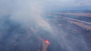 Unfortunate aerial view of field with dry grass on fire, smoke covering the land video