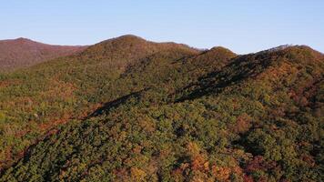 Green, yellow, red crowns of trees in deciduous forest in autumn in October video