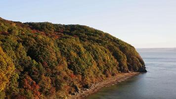 Seashore with green, yellow, red tree crowns in deciduous forest in autumn video