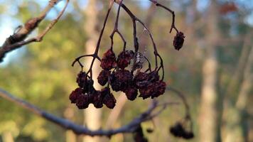Close-up of dried berries on a branch with a spider web and spider in a natural forest environment video
