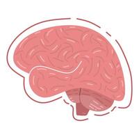 human brain seen from the side in pink with fold lines and lobes of the cerebral cortex. relevant to education, medical presentations, psychology, neurology, intelligence and mental health. vector