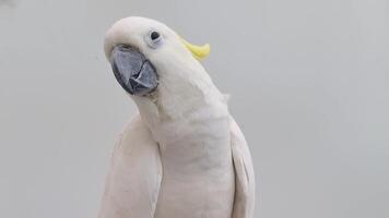 The Yellow-crested Cockatoo which has the scientific name Cacatua Galerita at Ragunan Zoo. Relatively large in size found in forested habitats in Australia,New Guinea, Indonesia video