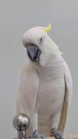 The Yellow-crested Cockatoo which has the scientific name Cacatua Galerita at Ragunan Zoo. Relatively large in size found in forested habitats in Australia,New Guinea, Indonesia video