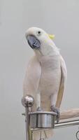 The Yellow-crested Cockatoo which has the scientific name Cacatua Galerita at Ragunan Zoo. Relatively large in size found in forested habitats in Australia,New Guinea, Indonesia video