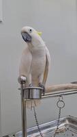 The Yellow-crested Cockatoo which has the scientific name Cacatua Galerita at Ragunan Zoo. Relatively large in size found in forested habitats in Australia,New Guinea, Indonesia video
