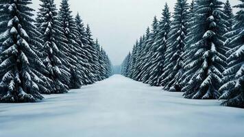 neige couvert chemin doublé avec givré pin des arbres, évoquant hiver nostalgie et Noël sérénité video