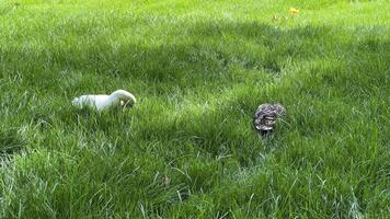 Two ducks rest in a sunlit grassy field, symbolizing springtime and tranquility video