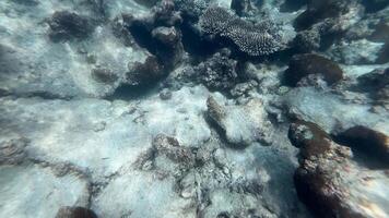 Underwater view of coral formations on the ocean floor, symbolizing marine life and Earth Day video