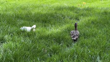 Two ducks wander through lush green grass in spring, symbolizing tranquility and renewal video