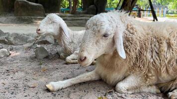 Two sheep resting on sandy ground, symbolizing peace and nature, related to Easter and Eid al Adha video