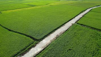 Aerial view of lush green rice fields with a narrow path, symbolizing agriculture and Earth Day video
