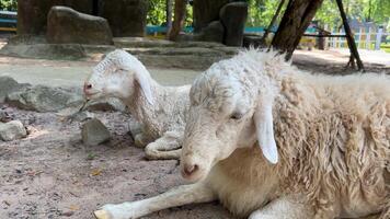 Two fluffy sheep resting on the ground in a sunny outdoor pen, symbolizing peace and Easter video