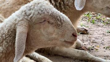 Serene sheep resting on the ground, symbolizing tranquility and spring festivals like Easter or Passover video