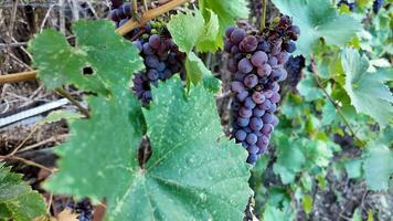 Clusters of ripe purple grapes on a vine with lush green leaves, suggesting autumn harvest and winemaking video