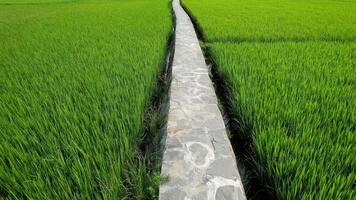 A narrow stone path divides lush green rice fields under a clear sky, symbolizing tranquility and agriculture concepts include rural life and Asian harvest festivals video