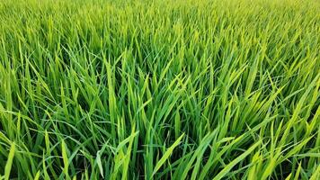 Lush green grass fills the frame, symbolizing growth and freshness, ideal for Earth Day concepts video