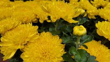 Vibrant yellow chrysanthemums in full bloom symbolize cheer and are perfect for autumn celebrations video