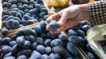 A hand selects ripe plums from wooden crates at a market, symbolizing harvest and autumn video