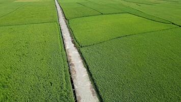 A serene aerial view of lush green rice fields divided by a dirt path, symbolizing agricultural abundance and harvest festivals video