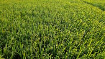 Lush green rice paddy field symbolizing abundance, related to agricultural themes and harvest festivals video