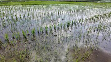 A lush green rice paddy field under a cloudy sky, symbolizing agriculture and Earth Day video
