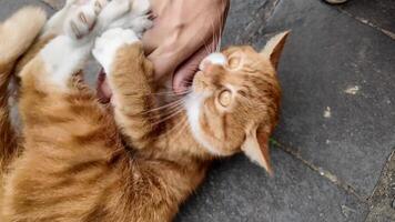 A playful ginger cat enjoys a gentle rub on a stone pavement, symbolizing companionship and relaxation video