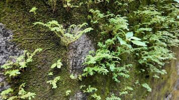 Lush green moss and ferns growing on a weathered stone wall, symbolizing resilience and nature renewal video