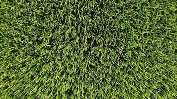 Aerial view of a lush green rice field in summer, symbolizing growth and abundance video
